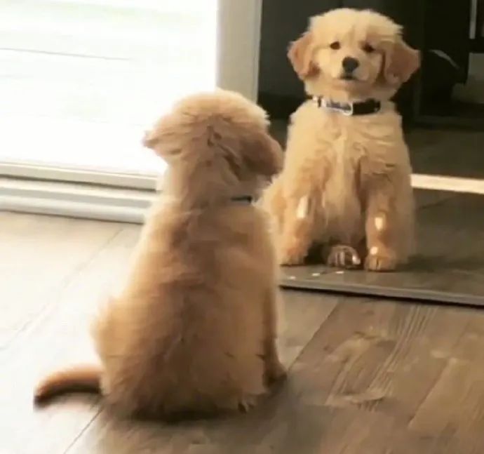 好爱小金毛！疯狂补充狗狗能量