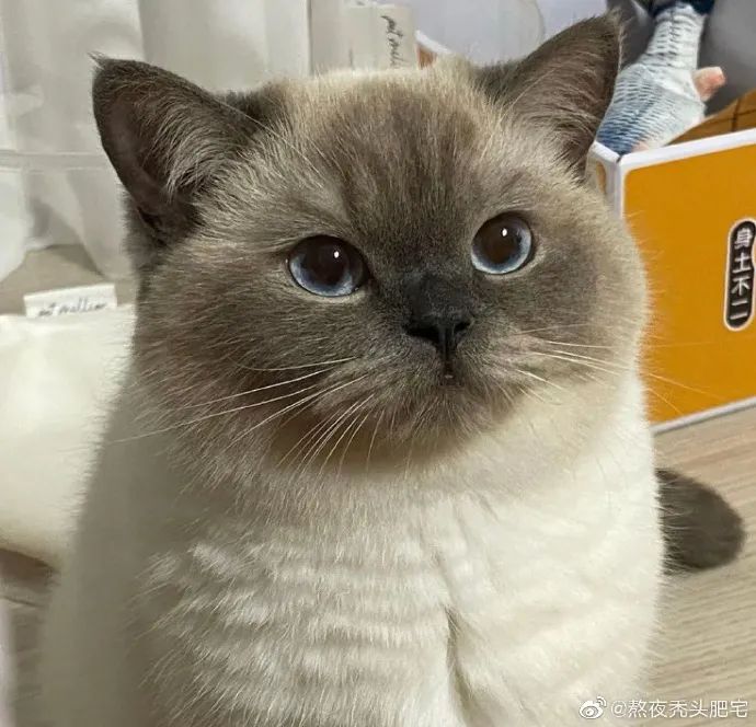 第一次看这么肥的煤老板，也太可爱了吧