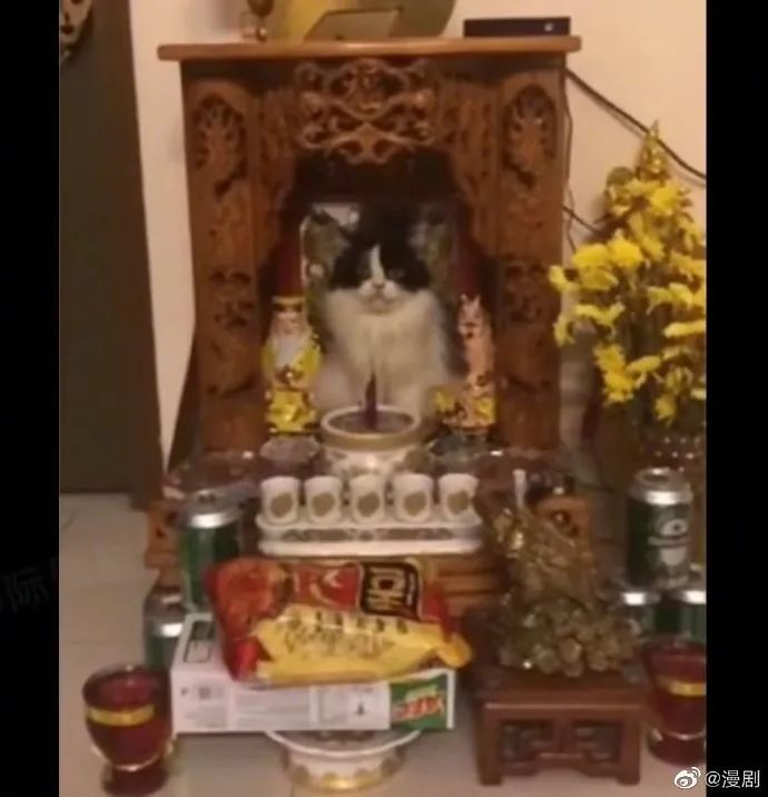 圣火昭昭 圣光耀耀 凡我子弟 喵喵喵喵